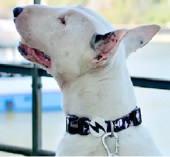 Dashi Astronaut Collar